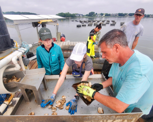 Course instructor Dr. Bill Walton (R foreground), sorts oysters with VIMS graduate student Abbey Sisti (white hat) as Ardine Williams (L) and Braden Stocks (R background) discuss techniques. In the background is course participant and VIMS post-doc Dr. Darien Mizuta.
