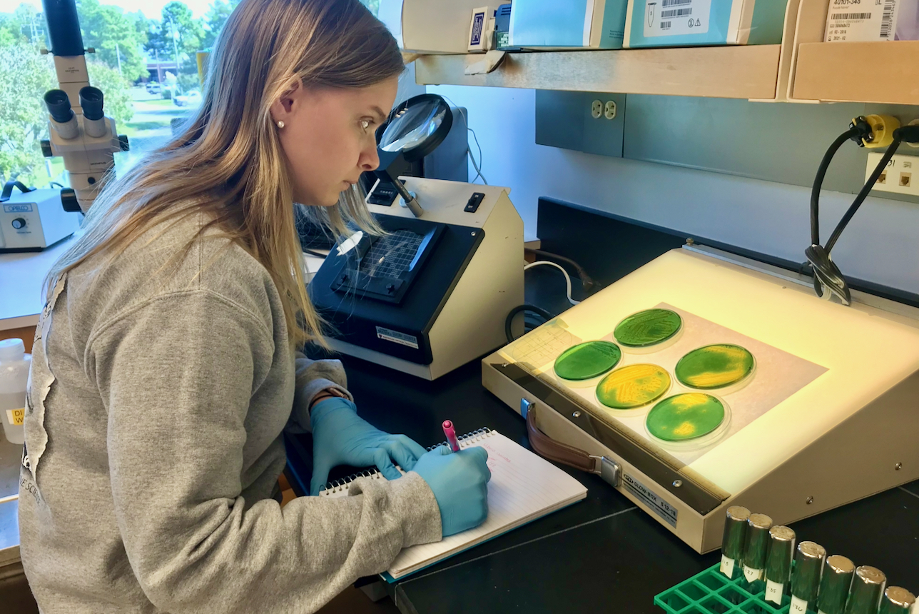 Lab technician Hannah Brown counts colonies of {em}Vibrio{/em} bacteria growing on agar plates in a VIMS laboratory. © C. Audemard/VIMS.