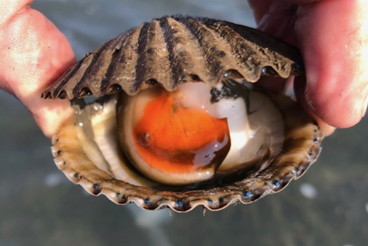 A ripe bay scallop from the seaside bays of Virginia's Eastern Shore. © D. Snyder/VIMS.