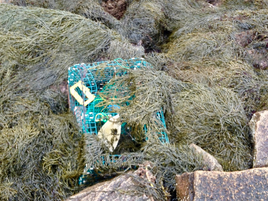 A derelict lobster pot litters a Maine beach. Pots that have been lost, abandoned, or otherwise discarded can trap and kill targeted and bycatch species, damage marine habitats, and compete with actively fished gear. © VIMS.