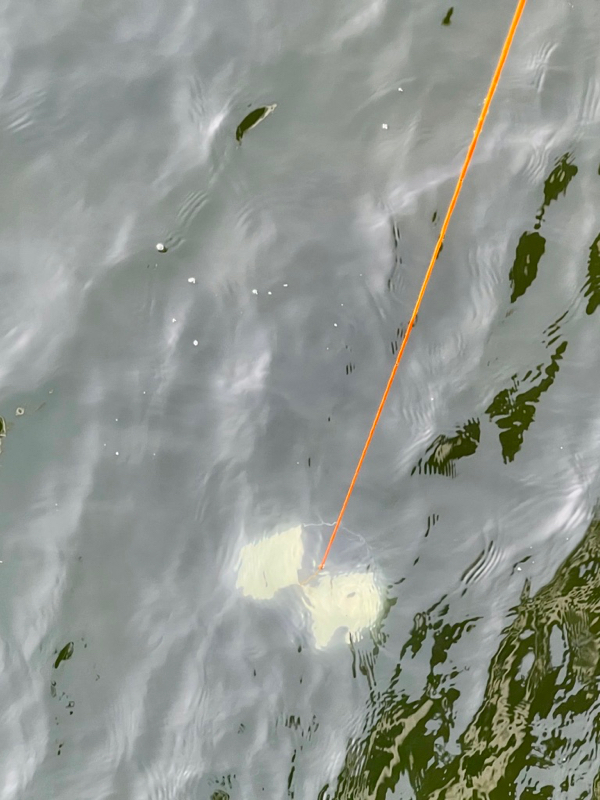 A Secchi disc in the waters of the York River. The point at which a lowered disc sinks below human view is recorded as the Secchi depth. © D. Malmquist/VIMS.