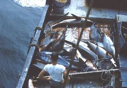 This photo from Musick’s 1961 trip shows the catch from a four-hour longline set. The set returned a large number of sharks and other fish.