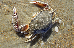 Alynda Miller's photo of an Speckled Crab along the Hatteras Island coastline won the "Marine Life" category prize. Click for a larger view.
