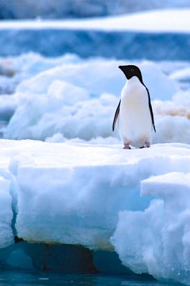 A decrease in the krill population due to ocean acidification could impact animals such as this Adelie penguin. © E. Shadwick/VIMS. 