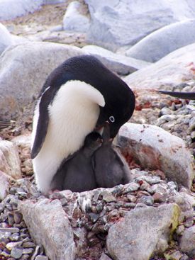 An Adélie penguin feeds its chicks. Photo courtesy of Donna Patterson-Fraser.