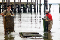 aquaculture