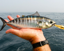 A juvenile bluefin from Virginia's offshore waters. Photo by Ken Neill.