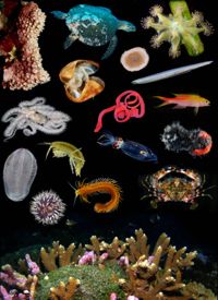 Marine biodiversity is key to ocean health and human well-being. Images courtesy of Gustav Paulay and Steve Haddock. Click for larger version.