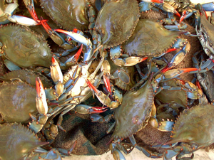 Blue crabs are a Chesapeake Bay icon and important commercial and recreational species. © VIMS.