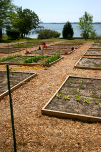 The VIMS Community Garden occupies a lovely, sunny site overlooking the York River. Photo by David Wilcox.