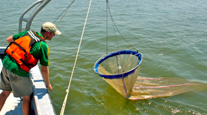 VIMS graduate student Rob Condon samples jellyfish from the York River using a plankton net.