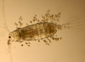The copepod Acartia tonsa surrounded by a large number of epibionts, single-celled protozoans that reside on and around the copepod's exoskeleton.
