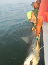 ESL intern Emilee Dize shark fishing on the Bay
