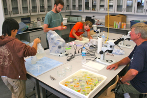 From L: VIMS graduate students Jennifer Elliott, Jon Lefcheck, and Erika Schmitt work in the new Eastern Shore Seawater Lab with researcher Jacques van Montfrans to study how predation in seagrass beds might affect juvenile bay scallops.
