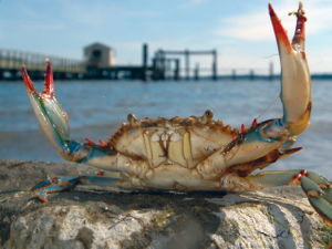 The Hematodinium parasite affects blue crabs and other crustaceans. Photo by Stepehn Salpukas.