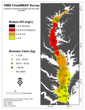 Data from VIMS' ChesMMAP survey illustrate the large dead zone that developed in Chesapeake Bay in the late summer of 2003. Dead zone in red in relation to fish catches (green circles). Click for larger version.
