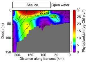 Plot showing how phytoplankton abundance varies with depth along a transect from open water to under the ice. Note the much higher concentrations, shown in red, beneath the sea ice. (Credit: Kevin Arrigo/Stanford University)