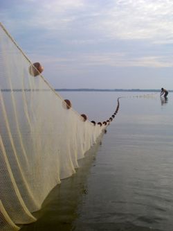 Christopher Davis deploys a seine net on the Rappahannock River during the 2013 Juvenile Striped Bass Seine Survey.