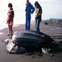 sea_turtles