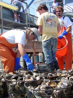 Dr. Roger Mann on the fishing vessel ESS Pursuit, during an assessment of surf-clam stocks in mid- Atlantic waters.