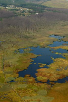 Many vegetated areas are converting to open water in Maryland's Blackwater National Wildlife Refuge. ©M. Kirwan/VIMS.