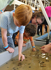 Touch tanks are a fun activity for the whole family. ©Stephanie Bonniwell