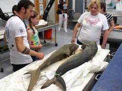 Post-doctoral researcher Dr. Peter Konstantinidis (L) describes a pair of sharks from VIMS’ Ichthyology collection to visitors during Marine Science Day.