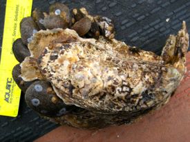 Hooked mussels (smaller shells) are common inhabitants of Chesapeake Bay oyster reefs. ©Chris Judy (MD DNR).