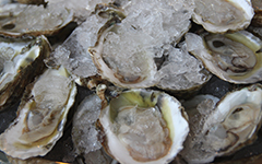 Oyster aquaculture is the important industry that raises oysters for human consumption.