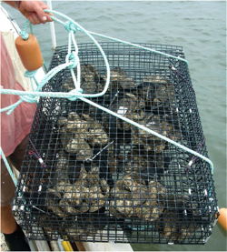 A VIMS researcher deploys a tray of oysters.