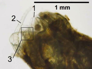 Copepod body parts are visible within the fish fecal pellet: 1, swimming leg; 2, antenna; 3, furcal rami. Image courtesy Dr. Grace Saba, Rutgers IMCS.