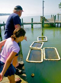 Oyster gardener and TOGA Vice President Brian Wood and his daughter Katie tend floats at their home in Reedville. Photo courtesy of The Rivah Visitor's Guide.