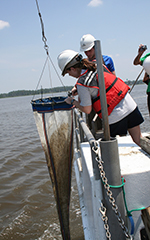 REU students haul a plankton trawl net aboard while completing field work for their summer research projects.