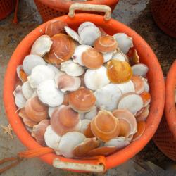 A basket of sea scallops.