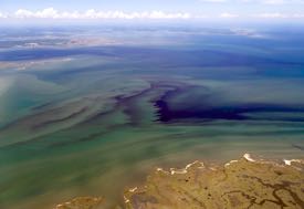 Variability in space and time is one thing that makes algal blooms difficult to study. © W. Vogelbein/VIMS.