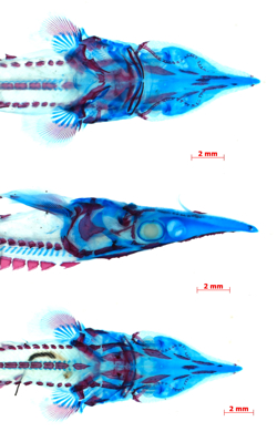 A small juvenile lake sturgeon (Acipenser fulvescens) that has been cleared and stained (bone red and cartilage blue) for study of the early development of the skeleton. The head and front part of the body is seen in dorsal, lateral, and ventral views (top to bottom). Scale bar is 2 mm. Image by Casey Dillman.