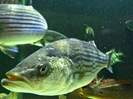 Low oxygen levels can force striped bass from the cool bottom waters they prefer. © D. Malmquist/VIMS.