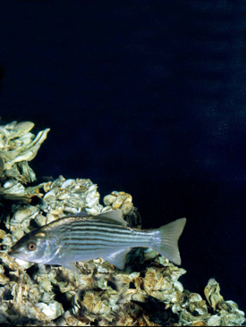 Striped bass and oysters are two of the Chesapeake Bay species that will benefit from NCBO-funded research at VIMS.