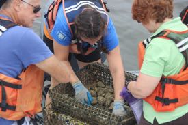 Wolf Vogelbein, Sarah Pease, and Kim Reece collect oysters to test for potential health impacts from a bloom. 