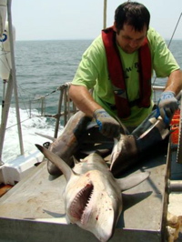 Chip Cotton conducts shark research.