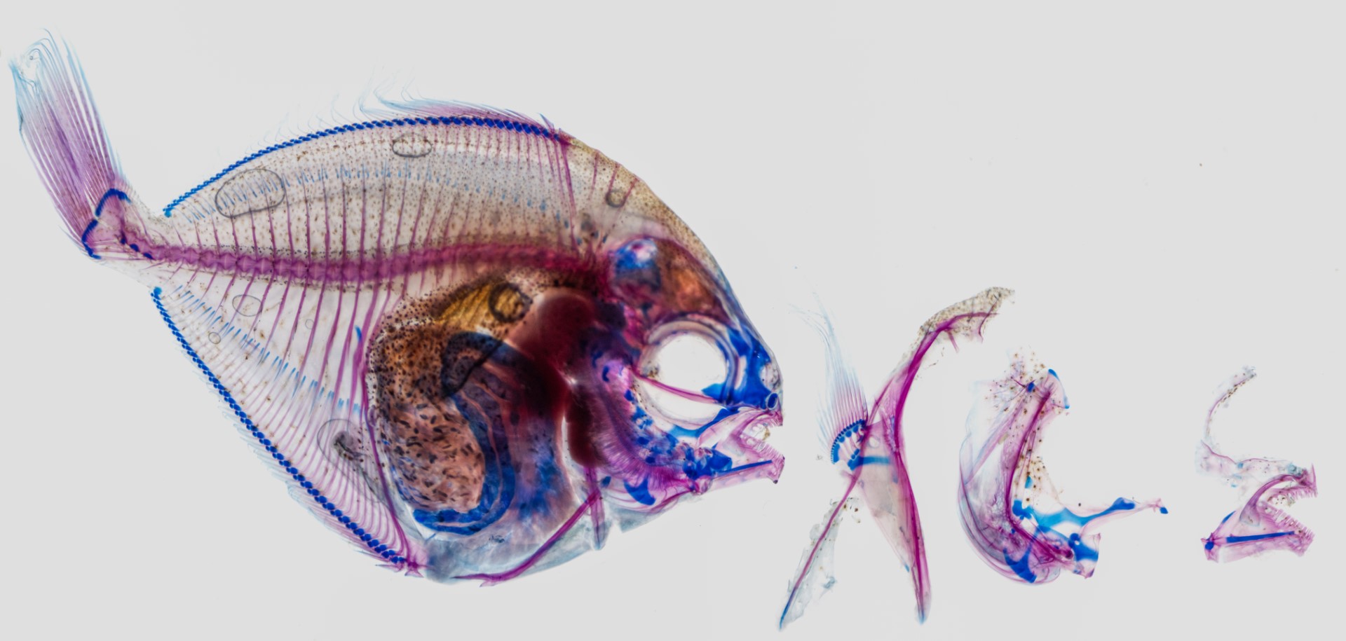 This is a sample of a fish that I have cleared and stained, and then photographed it through the microscope. This technique allows you to see the bones and cartilage of the fish unobscured by muscles and other tissues. The bones are stained in red and the cartilage is stained in blue. This is a Butterfish (genus Peprilus) that I dissected after clearing and staining, and I arranged in a sort of exploded view.
