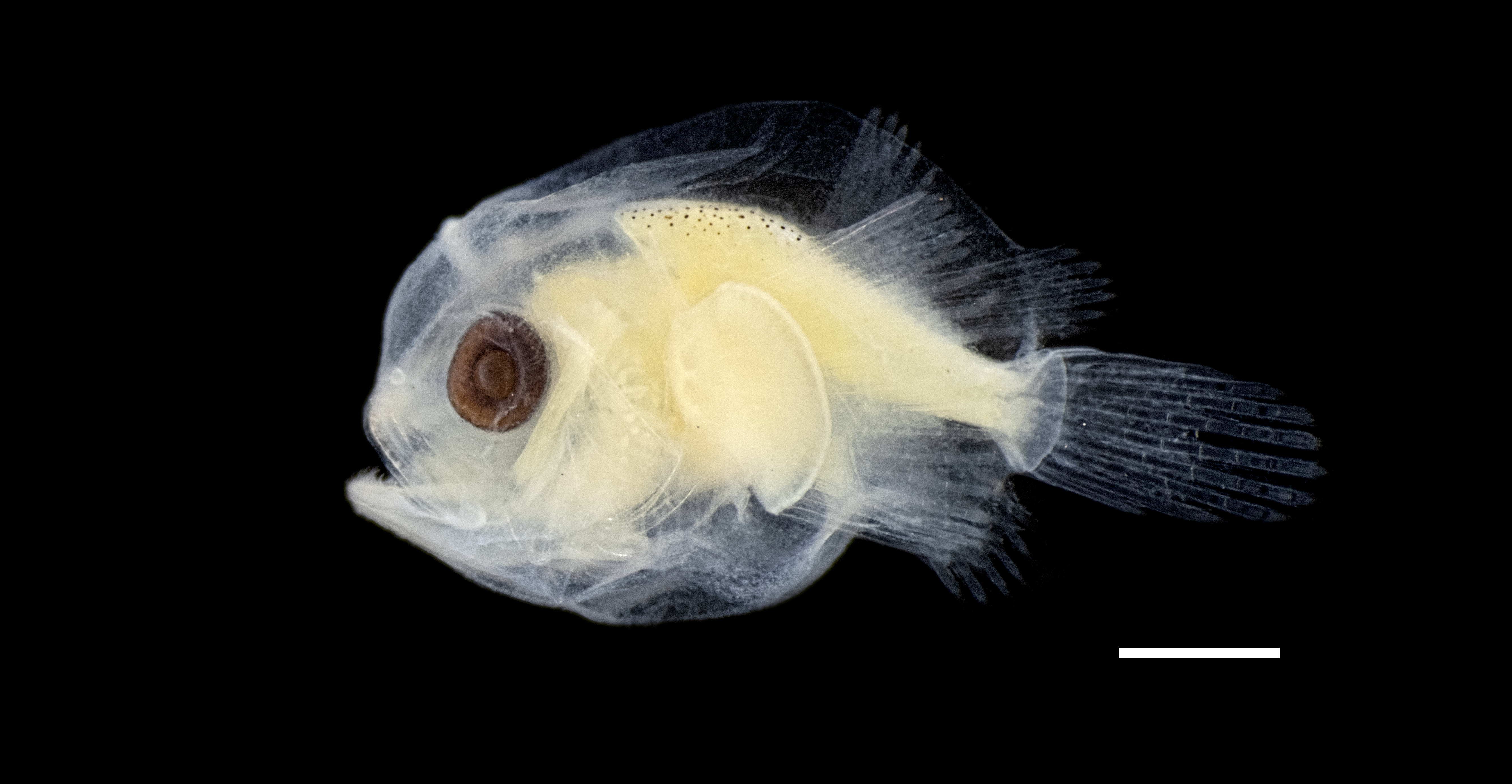 Larval Anglerfish - Gigantactis sp.
