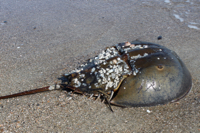 A horseshoe crab on an East Coast beach. ©VIMS.
