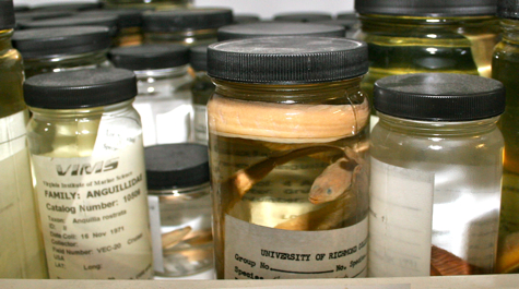  specimens in the VIMS Fish collection are stored in screw top glass jars 