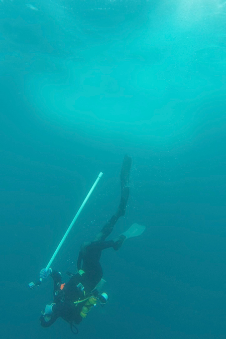 A VIMS diver conducts research.
