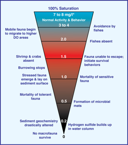 Low oxygen levels impact marine organisms and communities. Click for larger version.