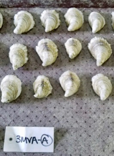 Shells of Polyploid Oysters. 