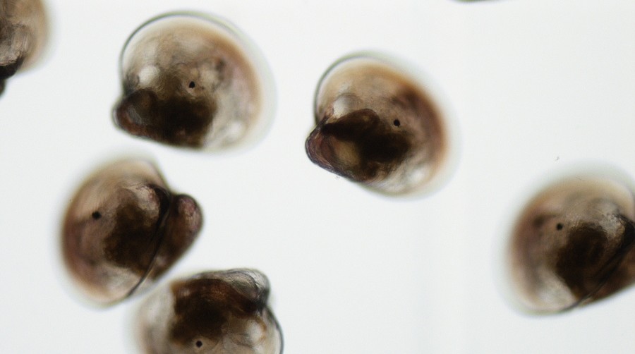Oyster Larvae Eyespots