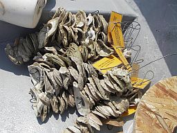 A group of oyster shellstrings