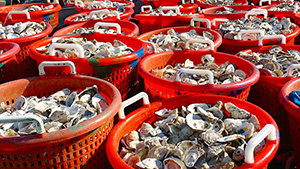 Oysters in tubs for reef development and studies